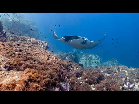 Maupiti Unveiled: Your Ultimate Guide to a Hidden Island Getaway