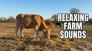 Cattle Grazing on Hay in the Late Afternoon | Texas Farm Life | Relaxing Farm Sounds
