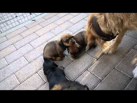 "vom Goldfell" A-Wurf / 7 auf einen Streich