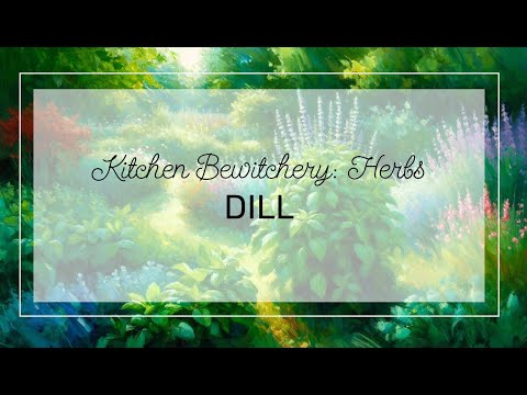Dill, Anethum graveolens | Ditch Witch Diaries