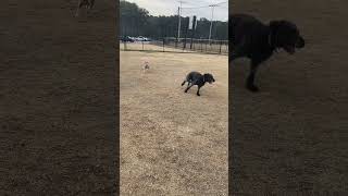 Video preview image #1 - Mix Puppy For Sale in Lenoir, NC, USA