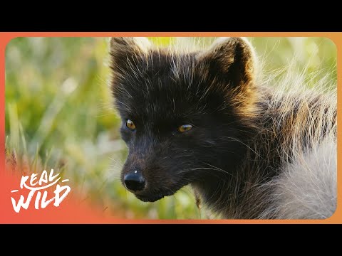 Iceland, The Newborn Island | 4K Nature Documentary