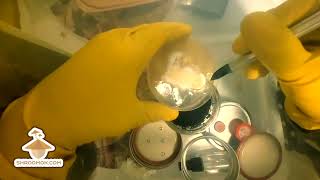 Substrate inoculation with mycelium on agar in still air box