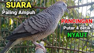 Download lagu Suara Perkutut BETINA memanggil jantan - Pancingan burung perkutut agar bunyi mp3