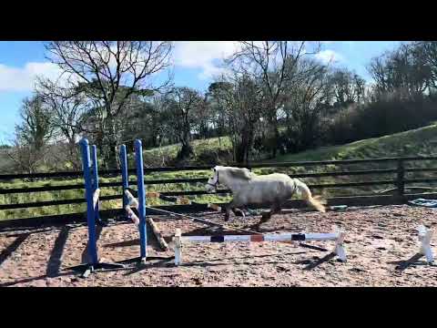 Lovely 4yo grey mare - Image 2