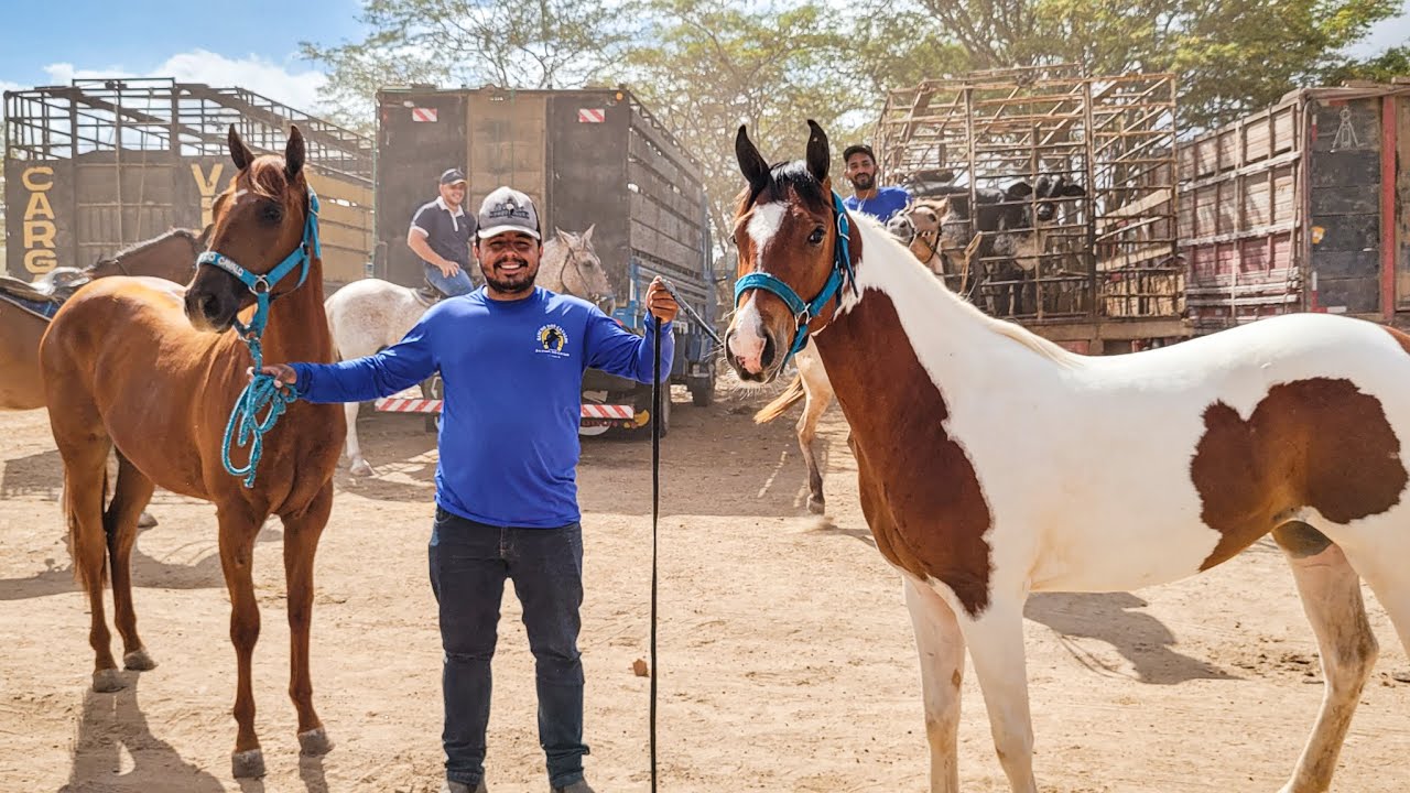 FEIRA DE CAVALO DE CACHOEIRINHA PE, ANIMAIS DE VAQUEJADA HOJE QUINTA FEIRA, 24/10/24 #nordeste