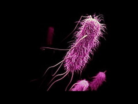 Antibiotic Resistance