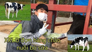 Đơn tuyển Tokutei Chăn nuôi có tốt không? Công việc thực tế ra sao?