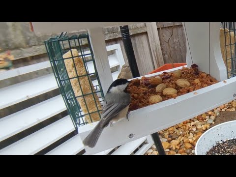 2026-01-10 Bird Cam [4K]