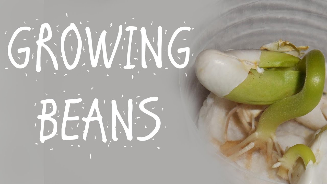 THE BEAN PLANT EXPERIMENT