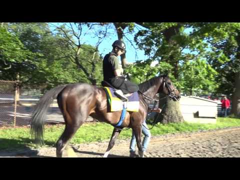 Epicharis Training and Toe Ring