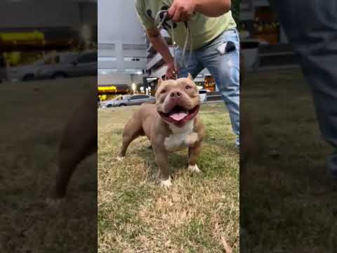 #bulldog #pitbull #mascotas #perros #americanbully #parati #puppy #music #perro