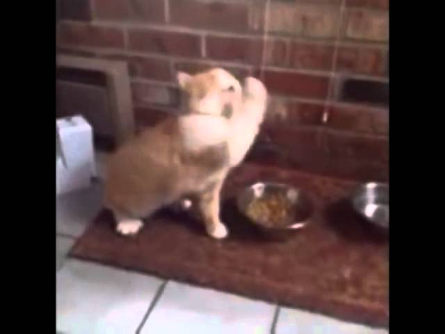 Vídeo relacionado con Heavy Metal Gato Baterista Batería Tambores Drummer Cat Camiseta, Hombre, Negro, M