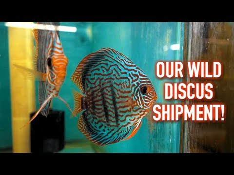 TAKING DELIVERY OF WILD DISCUS