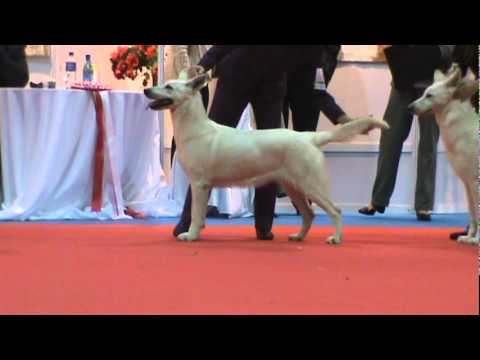 COPA CONFRATERNIDAD 2010 Mejor hembra abierta