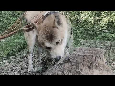 Mit Yoshi on Tour - ... und wieder im Auwald