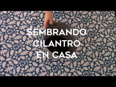 Sembrando cilantro en casa