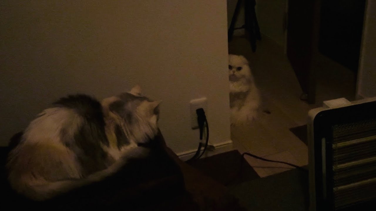 ねこ達にまた深夜に起こされました…ご飯の時間らしいです