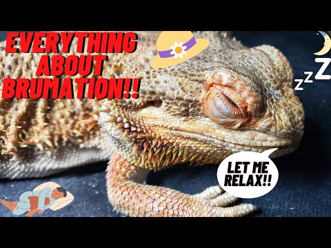 EVERYTHING TO KNOW ABOUT BEARDED DRAGON BRUMATION  2022 SLEEPY TIME
