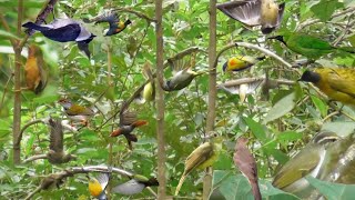 Download lagu Mikat Di Sini Bikin Pusing Di Kroyok Macem' Burung mp3