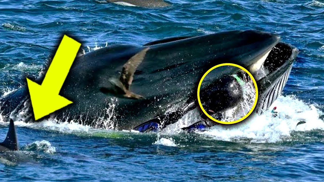 Whale suddenly swallows diver. 5 minutes later, everyone was shocked by what they saw