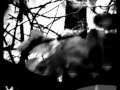 SUZANNE VEGA - night vision