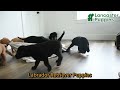 Labrador Retriever dogs for sale: Butterscotch - Video 1