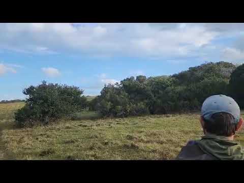 Blue Duiker Hunting with Hounds - Eastern Cape, South Africa