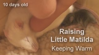 Raising a Baby Mouse 5/10 Keeping Warm