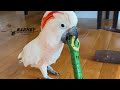 Barney Loves His Snake Toys
