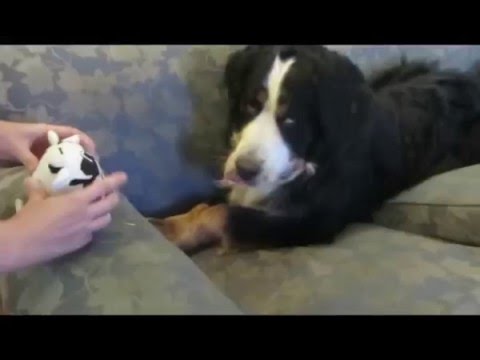 Jethro vs Laughing Mad Cow