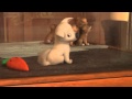 Bolt Meets Penny