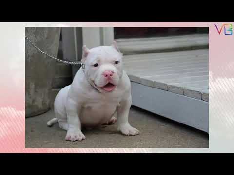 What do albino dogs look like?