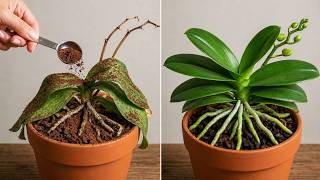 NEVER FAIL! 100% Effective Method to Revive Dying Orchids at Home| Wonder Garden