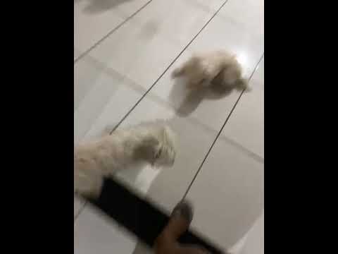 Vídeo de Luki e lua