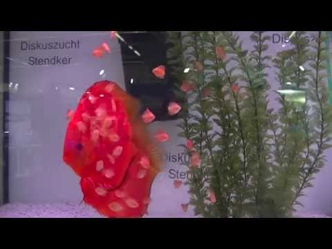 Discus Diskuszucht Stendker video aquarium fish