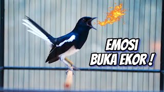 Download lagu LANGSUNG PLAY SAJA ! KACER ANDA PASTI LANGSUNG BUKA EKOR SEKETIKA ! ! ! mp3