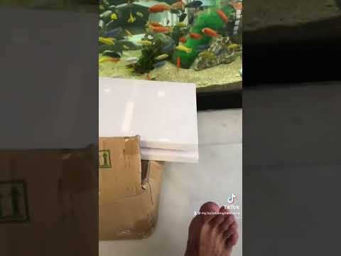 HỒ CÁ ALI KHỦNG TẠI NHÀ KHÁCH, DỄ NGẮM DỄ CHƠI DỄ VỆ SINH BẢO TRÌ