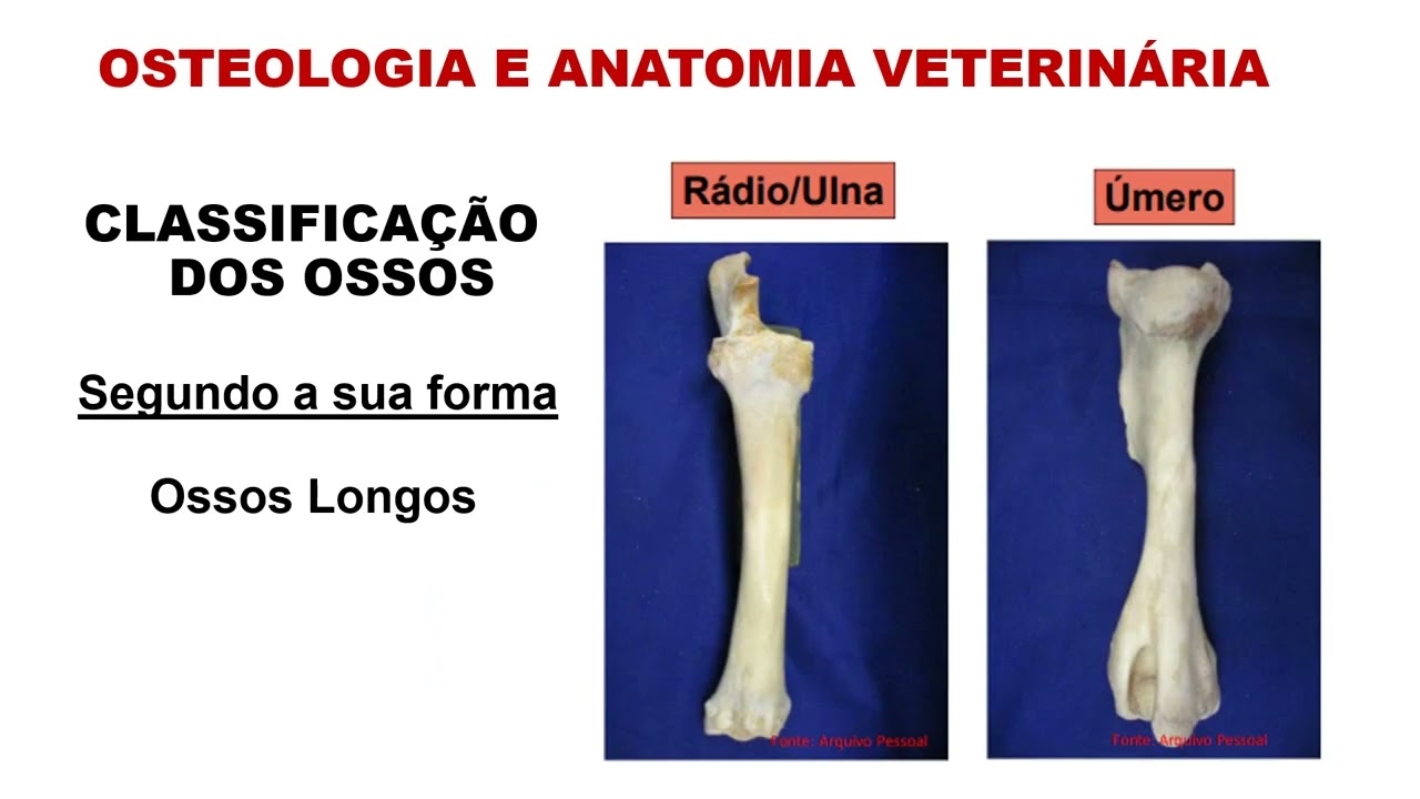 7ª Aula Aux Veterinário - Sistema Esquelético