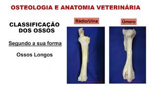 7ª Aula Aux Veterinário - Sistema Esquelético