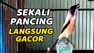 Download lagu MASTERAN BURUNG CENDET 2026 JUARA FULL TEMBAKAN BONGKAR ISIAN MEWAH POLL mp3