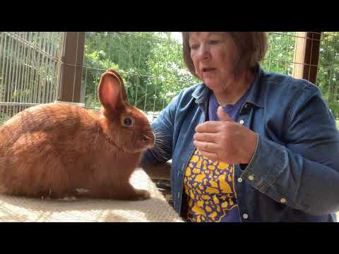 Evaluating a young Thrianta