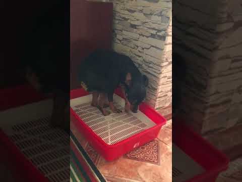 Кто насрал?