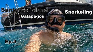 Top snorkeling spots in the Galapagos - Santa Fe island