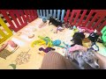 Chihuahua dogs for sale: Nevan - Video 1