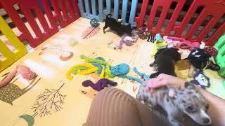 Video preview image #17 Chihuahua Puppy For Sale in CHARLESTON, AR, USA