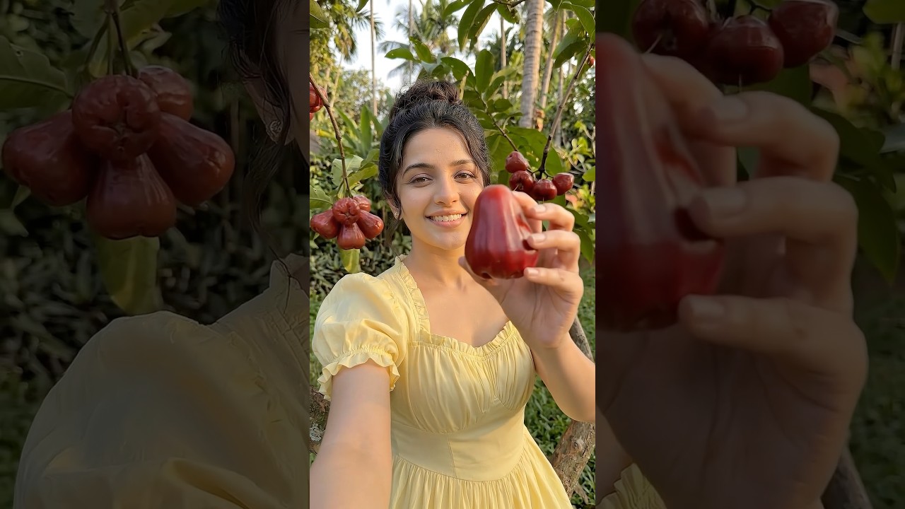 Fresh Jambu from the Tree | Village ASMR