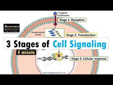 3 Stages of Cell Signaling