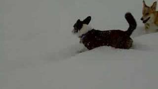 Welsh Corgis in the snow 3