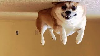 Самые забавные СОБАКИ!🐶😆